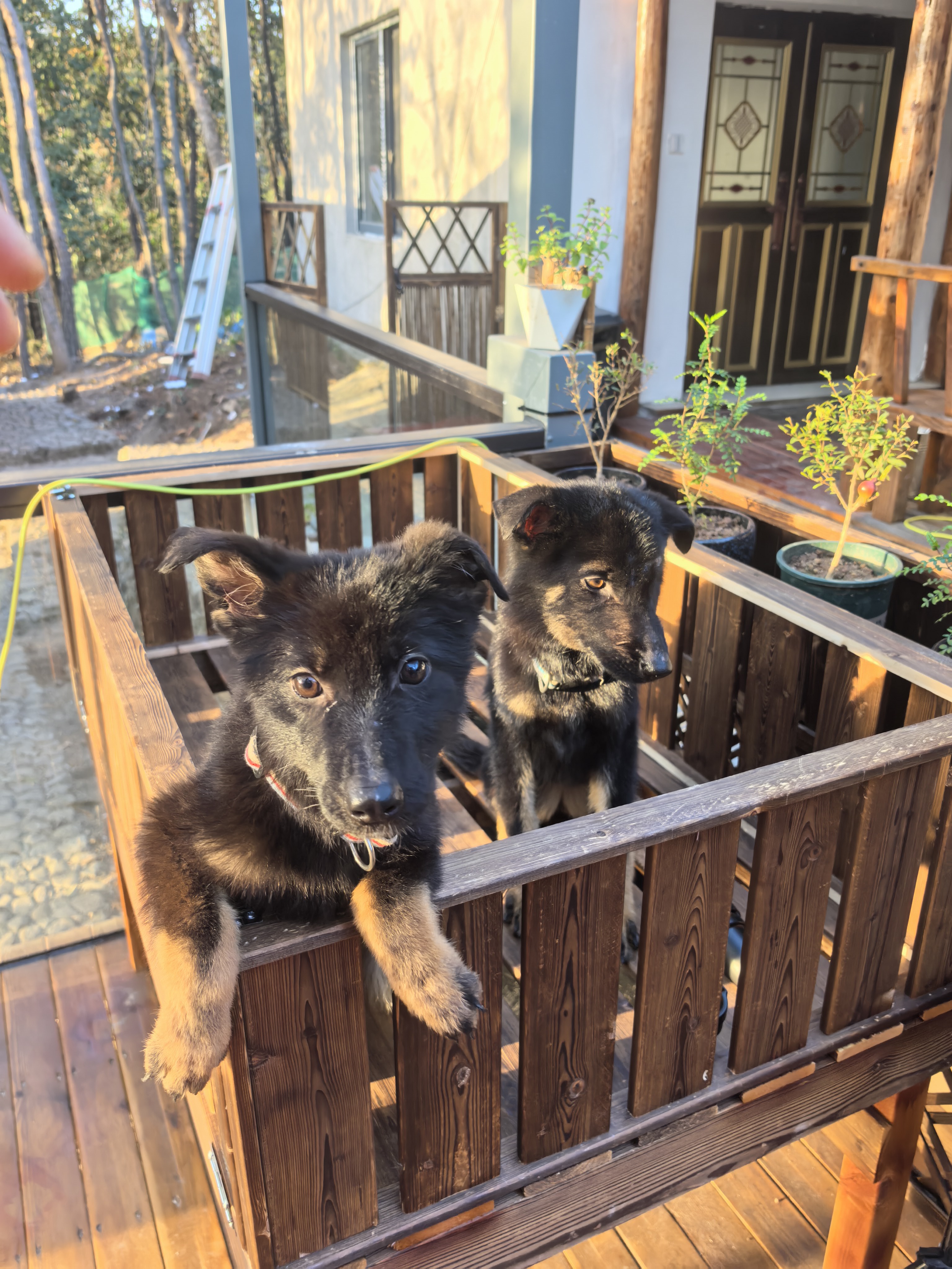 双血统带芯片+追踪器+信息牌